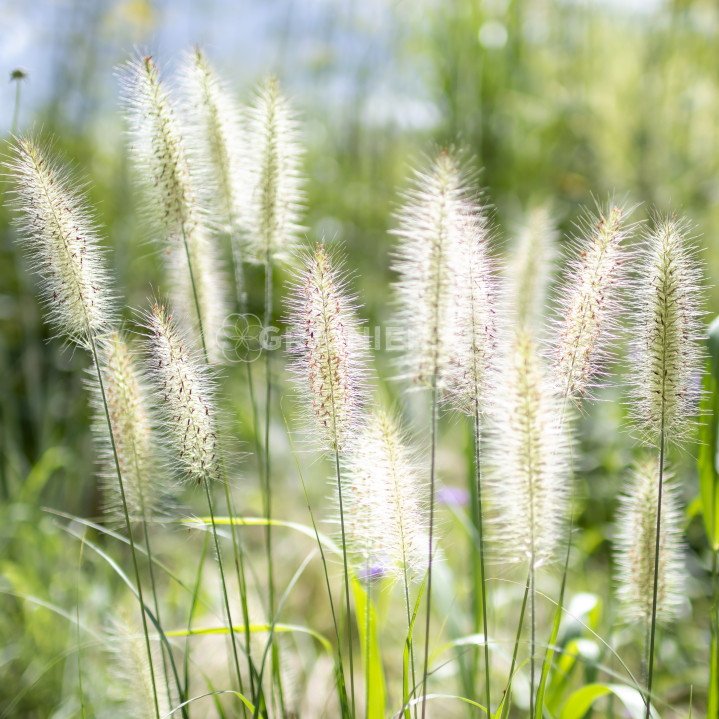 Chinese fountain grass, Pennisetum Alopecuroides grass image